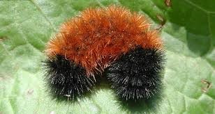 Woolly Bear Caterpillar - Teddy Bear visiting his sister May Bear-Eee, in Fleemschloogin.  