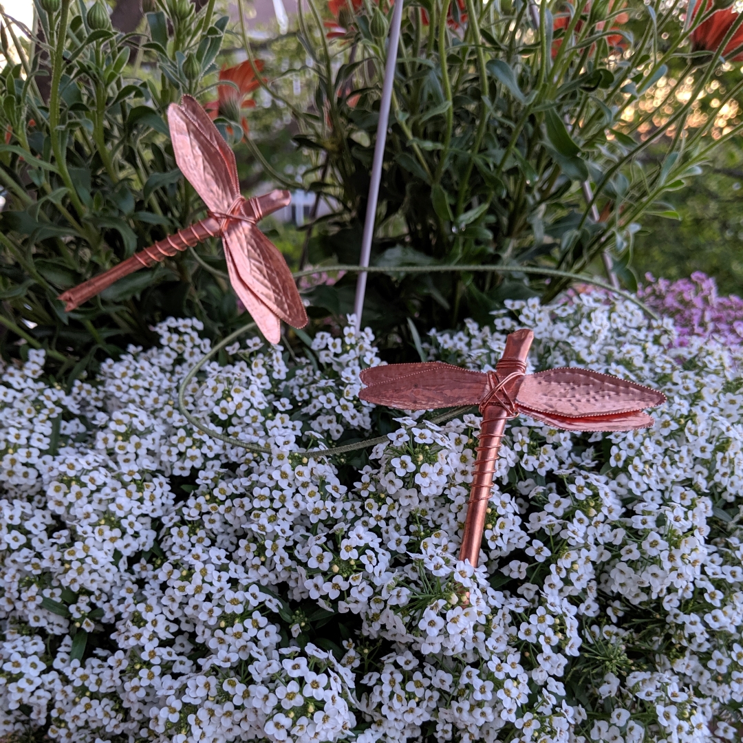 Darby in Hanging Planter 2019 1080